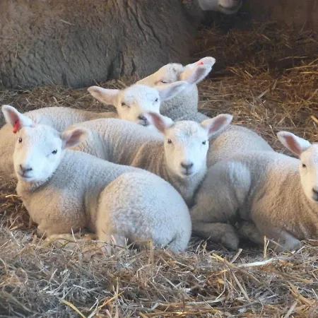 Apartament Hof Peters *