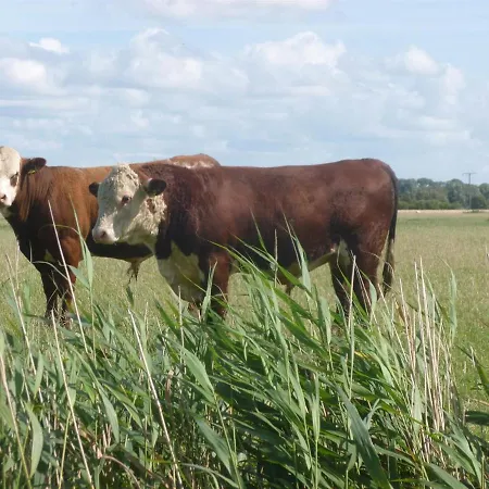 Hof Peters Apartament *