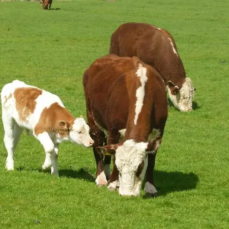 Hof Peters Apartament