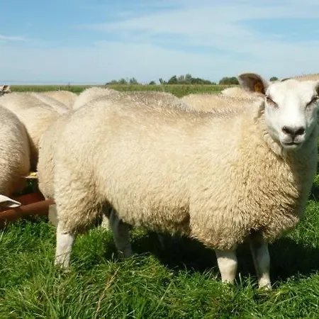 Hof Peters Apartament