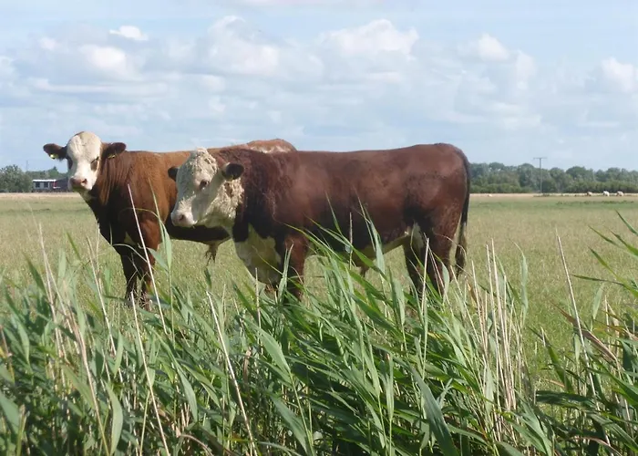 Hof Peters Appartement *